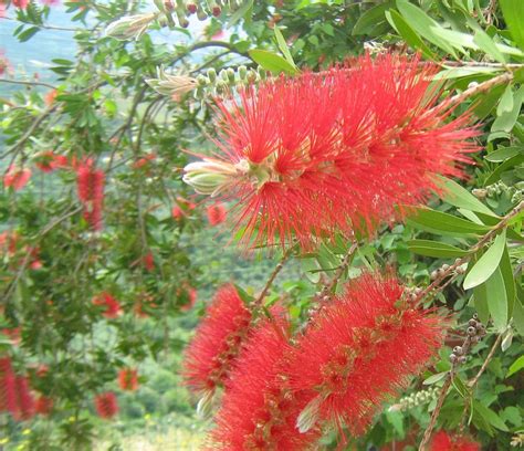 Bottlebrush Flowers Plant - Free photo on Pixabay