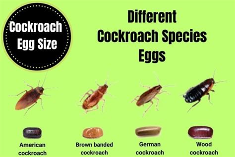 Cockroach Eggs Size A Visual Guide The Cockroach Facts