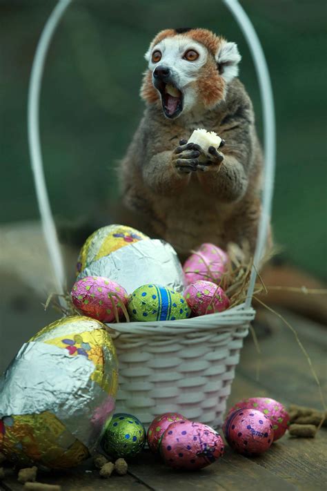 18 Animals That Are Totally Ready for Easter