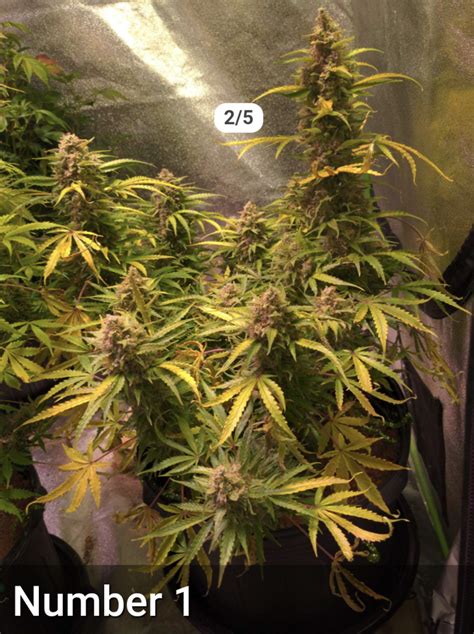 Royal Queen Seeds Northern Light Automatic Grow Journal Week13 By