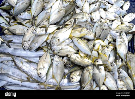 A Heap Of Freshly Caught Fishes In Kanyakumari Tamil Nadu South India