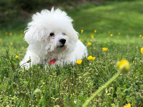 Small Dog Breeds & Their Characteristics - PetsTime