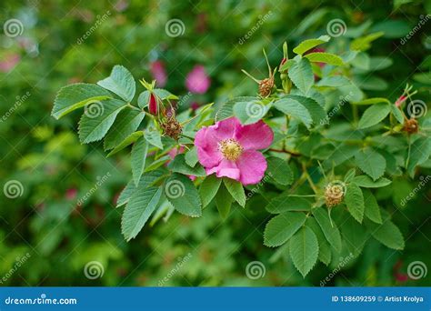 Wild Rose Blooming Flower With Green Leaf In The Garden Stock Image