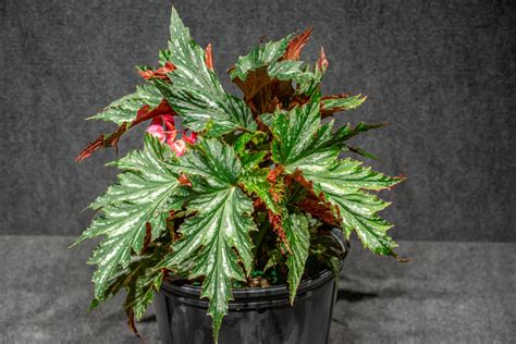 Begonia Angel Wing Spotted Pot Greenery Inc