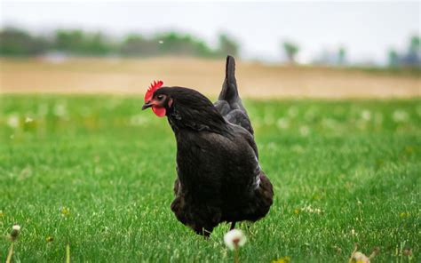 10 Brown Chicken Breeds For Beginners Learnpoultry