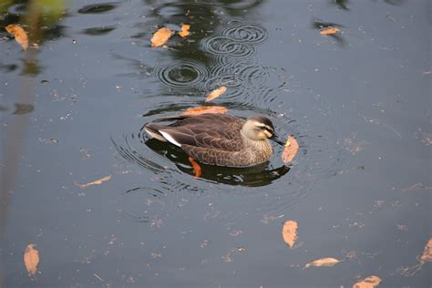 Pato Pájaro Estanque Aves Foto gratis en Pixabay Pixabay