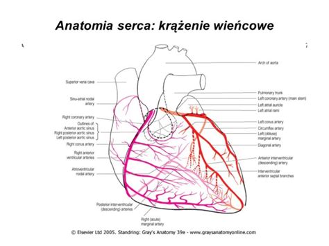 Serce Budowa I Funkcjonowanie Cz