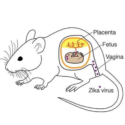 How Zika Infects Mother And Baby The Scientist Magazine