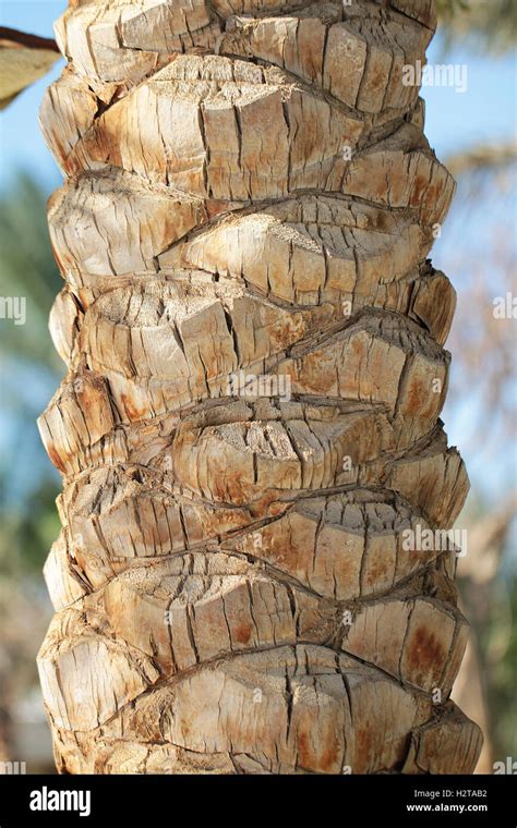 Palm Tree Trunk Texture Close Up Photo Stock Photo Alamy