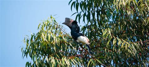 Day Mabira Birding Safari Tour Uganda Birding Safaris Tours