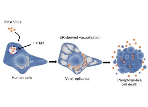 Zika Virus Induces Massive Cytoplasmic Vacuolization And Paraptosis