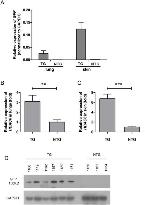 Determination Of Hdac6 Expression In F1 Generation Transgenic Pigs A