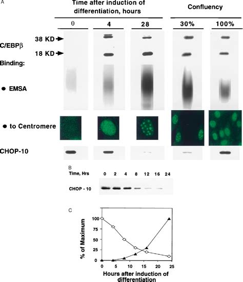 Role Of C Ebp Homologous Protein Chop 10 In The Programmed Activation