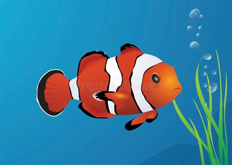 Vector Clown Fish Stock Vector Illustration Of Clownfish