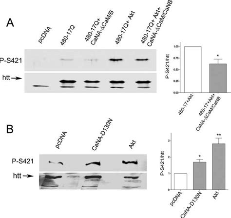 Calcineurin Dephosphorylates S421 Of Huntingtin In Cells A Mouse