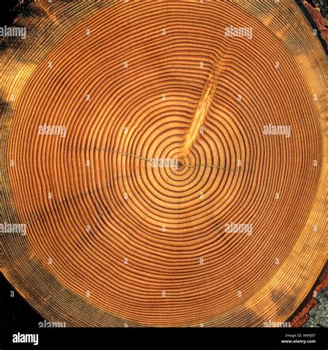 Baum Stamm Querschnitt Baum Ringe Stockfotografie Alamy