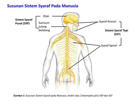 Ppt Sistem Syaraf Manusia Powerpoint Presentation Free Download Id