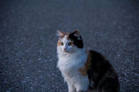 Pin By Emi Lika Cat Urasoe On A Cat Kawaii Calico