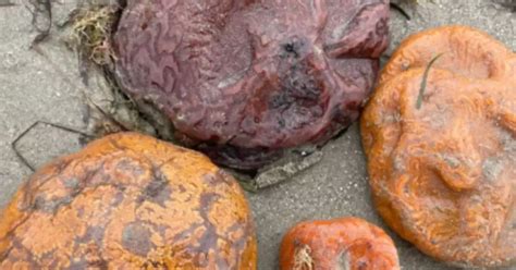 Mysterious Brain Like Blobs Baffle Beach Goers As They Wash Up On Sand