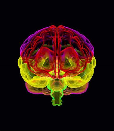 Human brain anatomy — background, black - Stock Photo | #160567246