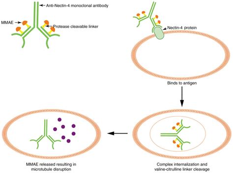 Role Of Nectin Protein In Cancer Review