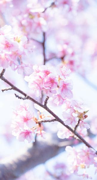 Sakura Flower Wallpaper Aesthetic Parketis