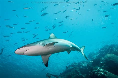 Grey Reef Shark at Shark Reef Marine Reserve, Fiji with Beqa Adventure ...