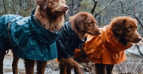 The 7 best waterproof dog coats - Pet This and That