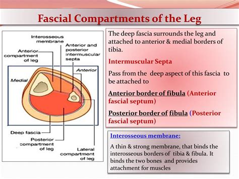 Compartments Of Lower Leg Aoladeg