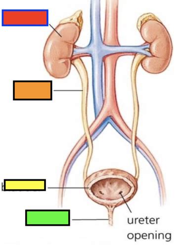 Urinary Anatomy Flashcards Quizlet