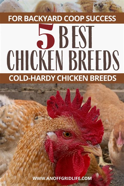 Best Chicken Breeds For Backyard Coop Artofit