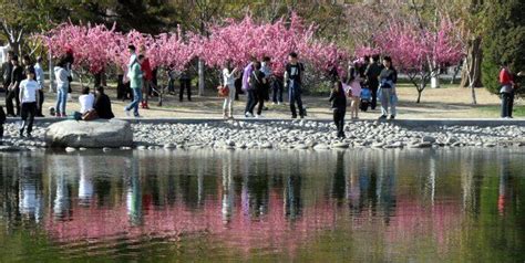 Cherry Blossom Festival – YuYuanTan Park, Beijing – You're Not From ...