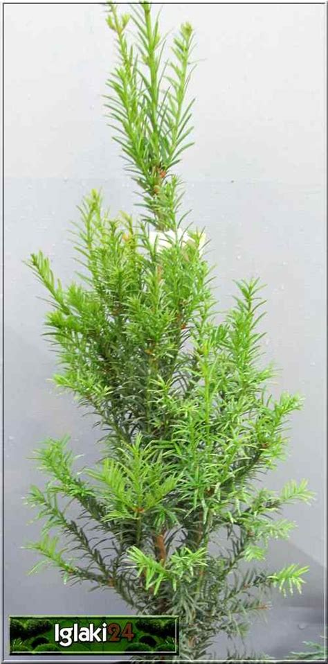 Taxus Baccata Overeynderi Cis Pospolity Overeyndera FOTO Internetowy