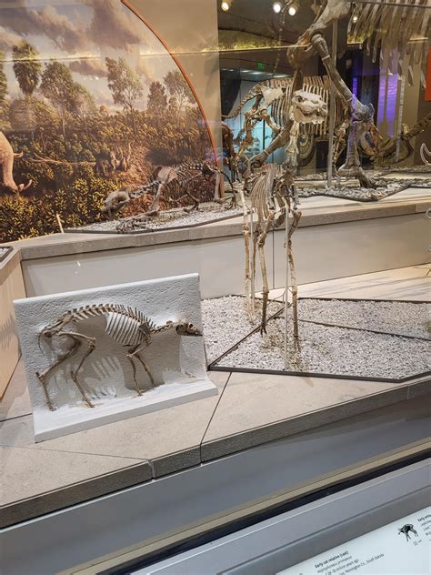 early artiodactyl mammal  early camel  xela  conqueror