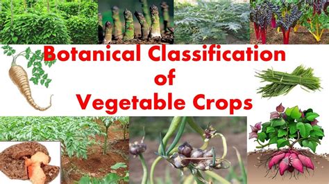 Botanical Classification Of Vegetable Crops Agriculture Bscag Asrb