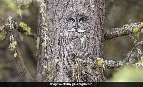 Photo of Camouflage Owl Stuns Internet - Thelocalreport.in