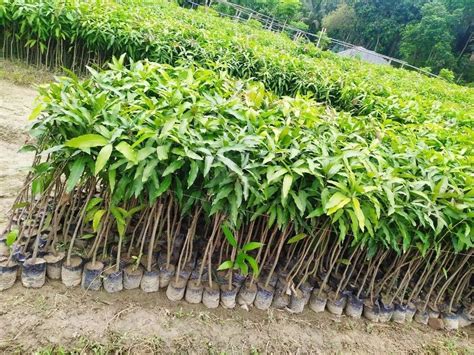 Well Watered Green Dasheri Mango Grafted Plant For Fruits At ₹ 25