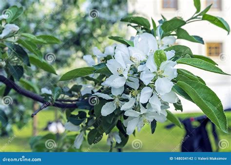 Manzano Floreciente Flores Blancas De Un Manzano En Una Rama Foto De