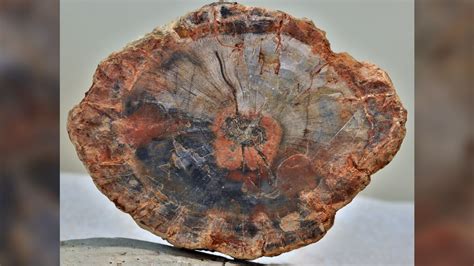 How Long Does It Take To Make Petrified Wood Live Science