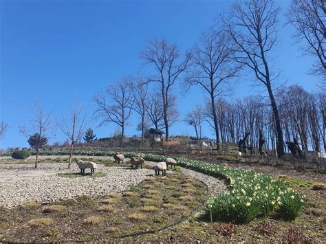 Arboretum Wojs Awice Jeden Z Najpi Kniejszych Ogrod W Na Dolnym L Sk