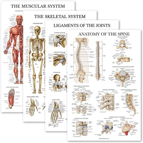 Palace Learning Muscular System Anatomical Poster