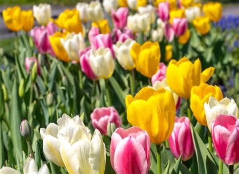 Un Campo De Tulipanes Amarillos Y Rosas Con Uno De Ellos Tiene Un