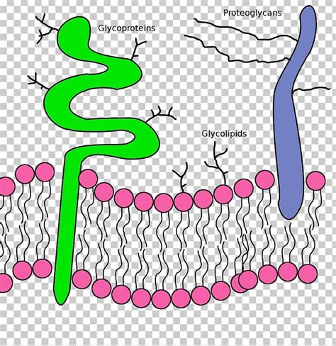 Lipid Bilayer Phospholipid Glycoprotein Cell Membrane PNG, Clipart ...