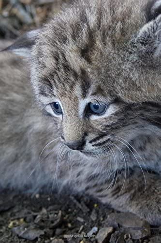 Baby Canadian Lynx