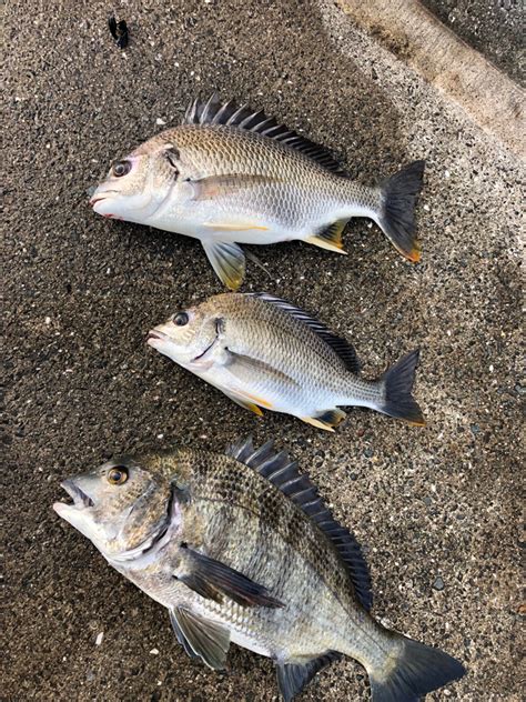 チヌ乱舞 兵庫県瀬戸内海側 明石港 エビ撒き釣り クロダイチヌ 陸っぱり 釣り・魚釣り 釣果情報サイト カンパリ