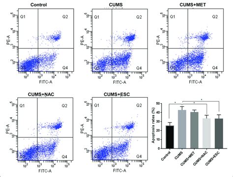 Effect Of Met Nac And Esc On The Apoptosis Rates Of Hippocampus