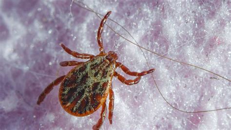 Maladie De Lyme Un Traitement Miraculeux Pour La Soigner Et Pour L