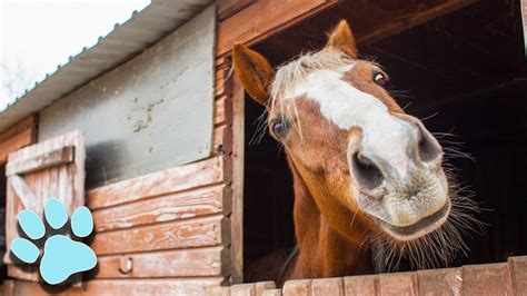 The Funniest Horse Videos Of 2018 Funny Animal Compilation Youtube