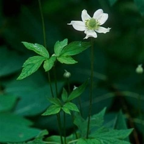 Anemone Virginiana Tall Thimbleweed 18ct