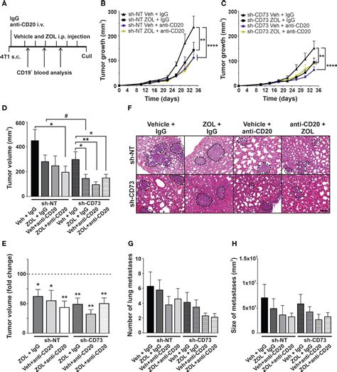 Frontiers Cd Regulates Zoledronate Induced Lymphocyte Infiltration